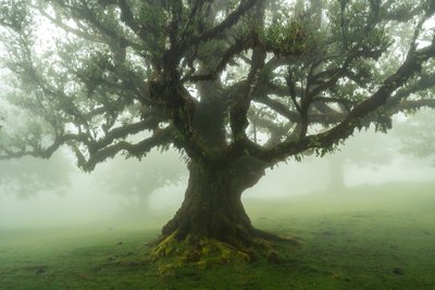 Metsän tarinoita, 2025 (kuva) tekijältä Lee Cooper