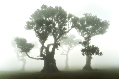 The Forest Remains, 2023 (kuva) tekijältä Lee Cooper