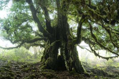Metsä jää III, 2023 (kuva) tekijältä Lee Cooper