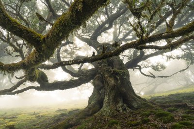 Metsä säilyy II, 2023 (kuva) tekijältä Lee Cooper