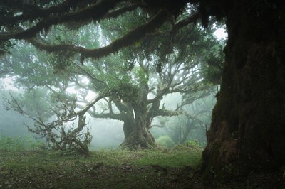 The Gathering Wood, 2023 (kuva) tekijältä Lee Cooper