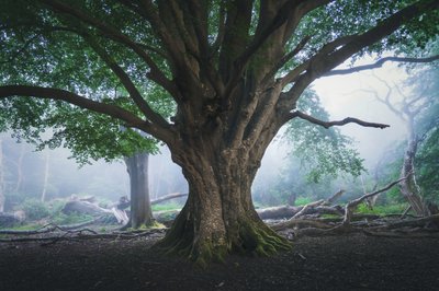 Valo, joka odottaa, 2024 (kuva) tekijältä Lee Cooper