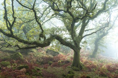 Vanha polku, 2024 (kuva) tekijältä Lee Cooper