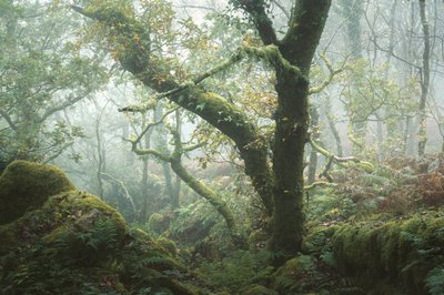 Missä sammal muistaa, 2024 (kuva) tekijältä Lee Cooper