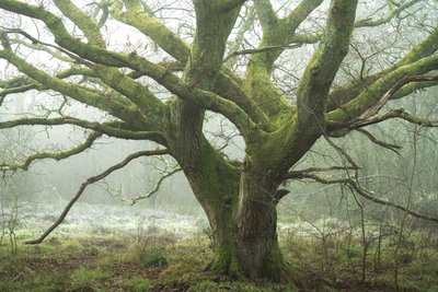 Talvimökki, 2022 (kuva) tekijältä Lee Cooper