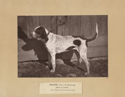 Pilotti, Chien de Saintonge, Vireladen pakkaus, A.M. Joseph de Carayon Latour tekijältä Leon Cremiere