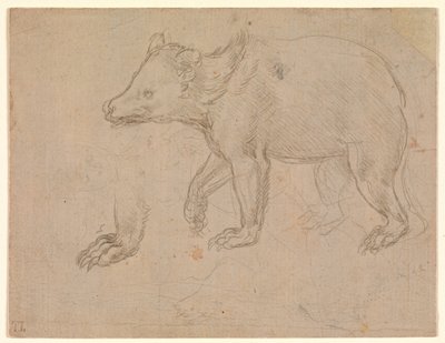 Kävelevä karhu tekijältä Leonardo da Vinci