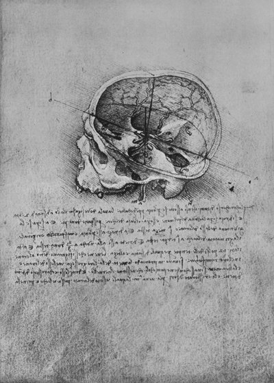 Anatominen piirros kallosta vasemmalle, c1480 1945 tekijältä Leonardo da Vinci