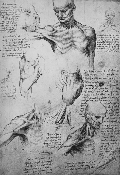 Anatomiset piirustukset miehen kaulasta ja hartioista, c1480 1945 tekijältä Leonardo da Vinci