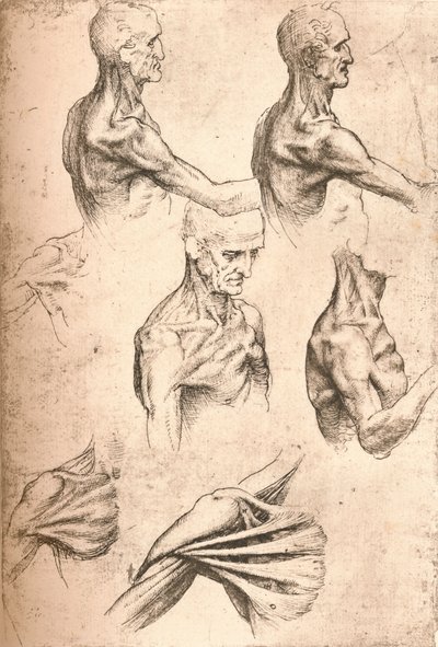Anatominen piirustus, c1472-c1519 1883 tekijältä Leonardo da Vinci
