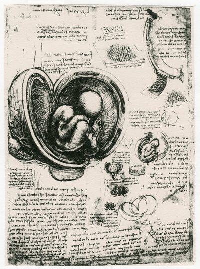 Anatominen luonnos ihmissikiöstä kohdussa, c1510 tekijältä Leonardo da Vinci