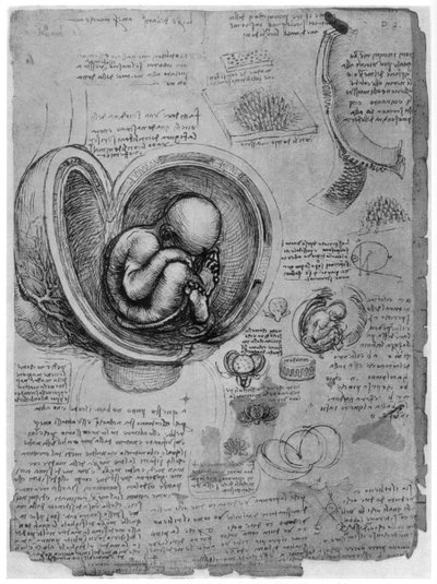 Anatominen luonnos ihmissikiöstä kohdussa, c1510 1954 tekijältä Leonardo da Vinci