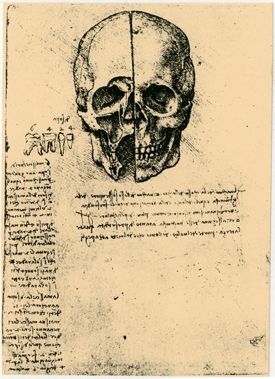 Anatominen luonnos ihmisen kallosta, c1472-1519 tekijältä Leonardo da Vinci