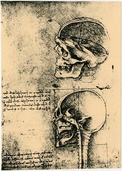 Anatominen luonnos, kaksi tutkimusta ihmisen kallosta, c1489 tekijältä Leonardo da Vinci