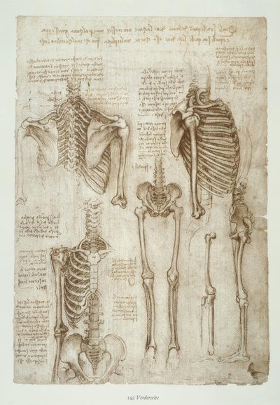 Anatomiestudien tekijältä Leonardo da Vinci