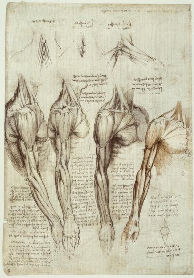 Anatomiestudien tekijältä Leonardo da Vinci
