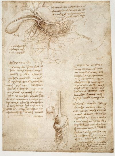 Anatomiestudien tekijältä Leonardo da Vinci