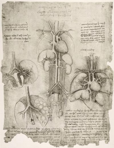 Anatomiestudien tekijältä Leonardo da Vinci