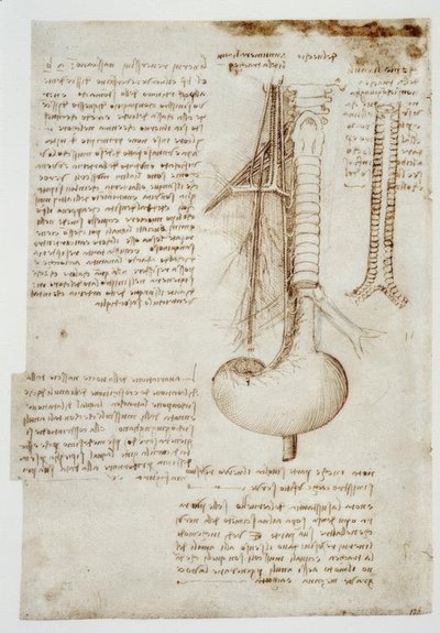 Anatomiestudien tekijältä Leonardo da Vinci