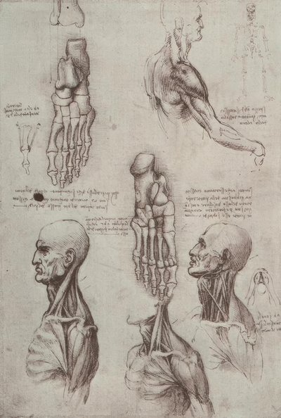 Anatomiestudien tekijältä Leonardo da Vinci