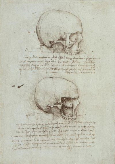 Anatomiestudien tekijältä Leonardo da Vinci