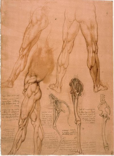Anatomiestudien: Beinmuskulatur tekijältä Leonardo da Vinci