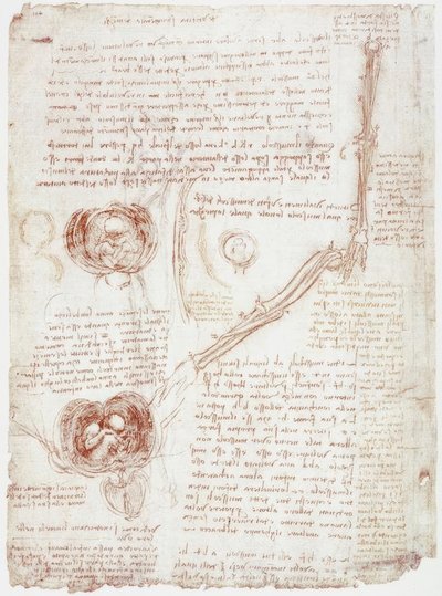 Anatomiatutkimukset: kyynärpään liike / sikiö kohdussa tekijältä Leonardo da Vinci