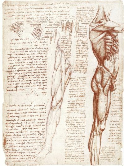 Anatomiestudien: Die Muskulatur des Rumpfes und der Beine tekijältä Leonardo da Vinci