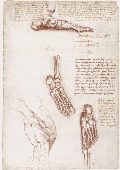 Anatomiestudien: Oberflächenanatomie der Schulter / Knochen des Fußes tekijältä Leonardo da Vinci