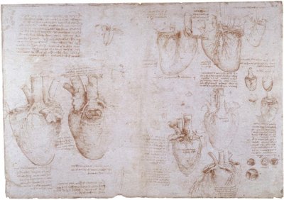 Anatomiatutkimukset: pintalaskimot... tekijältä Leonardo da Vinci