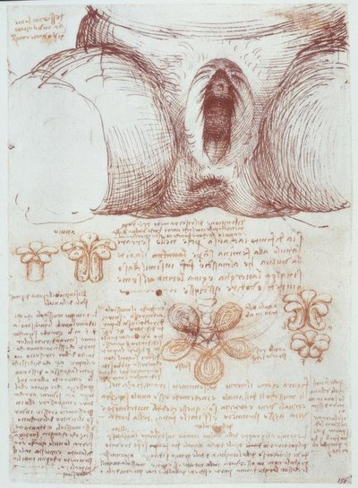 Anatomiestudien: Vulva einer multiparen Frau nach der Geburt tekijältä Leonardo da Vinci