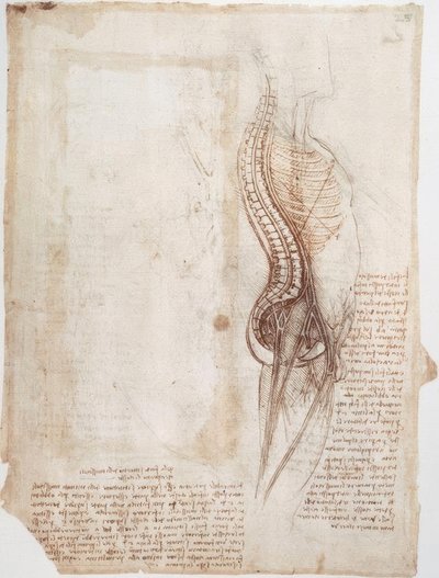 Anatomiestodien: Wirbelsäule... tekijältä Leonardo da Vinci