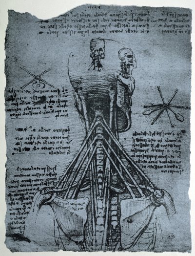 Ihmisen niskan ja olkapään luurakenne, faksimile-kopio. tekijältä Leonardo da Vinci