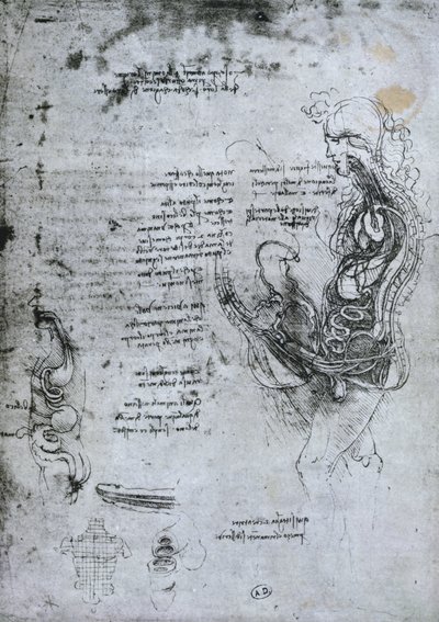 Puolisekoitettu mies ja nainen, faksikopio tekijältä Leonardo da Vinci