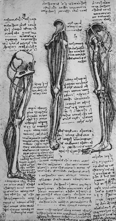 Piirustuksia vasemmasta jalasta, jossa näkyy luut ja jänteet, c1480 1945 tekijältä Leonardo da Vinci