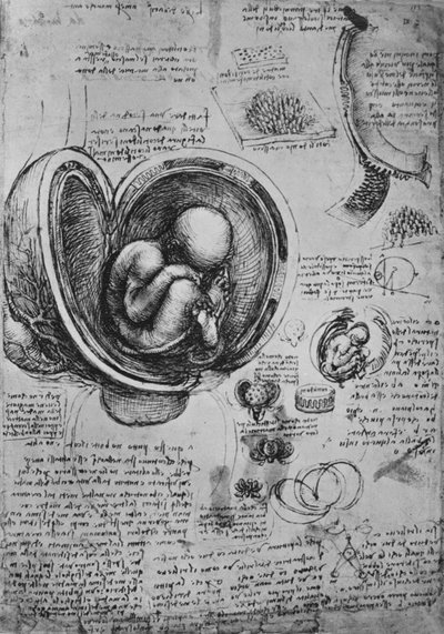 Piirustukset kohdussa olevasta alkiosta, c1480 1945 tekijältä Leonardo da Vinci