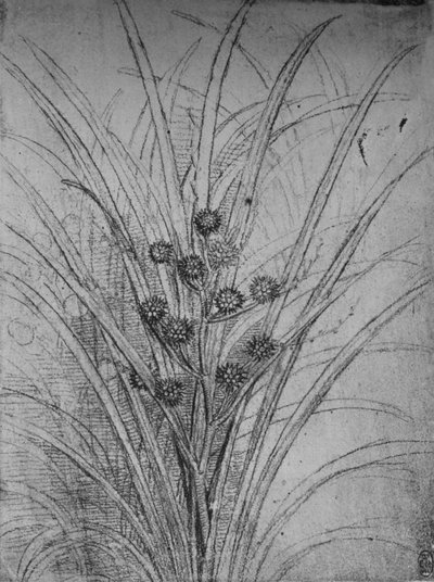 Flowering Rushes, c1480 1945 tekijältä Leonardo da Vinci