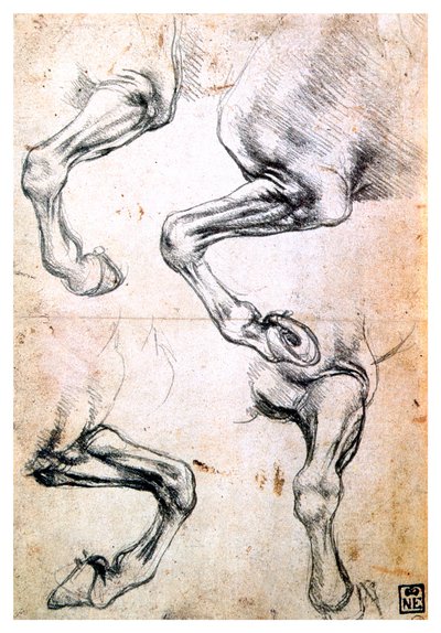 Neljä tutkimusta hevosen jaloista, c1500 tekijältä Leonardo da Vinci