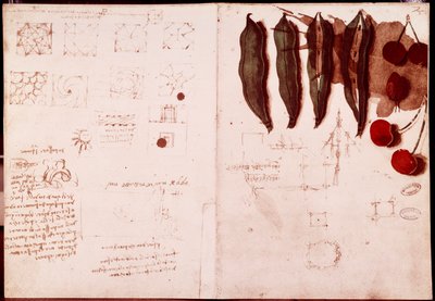 Kasvitieteen ja geometrian muistiinpanoja ja luonnoksia. Piirustus Leonardo da Vincin (Leonardo da Vinci) (1452-1519) käsikirjoituksen kaksoissivulle tekijältä Leonardo da Vinci