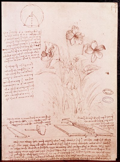 Kasvitieteen ja geometrian muistiinpanot ja luonnokset: narsissi. Piirustus Leonardo da Vincin (Leonardo da Vinci) (1452-1519) käsikirjoituksen kaksoissivulle tekijältä Leonardo da Vinci