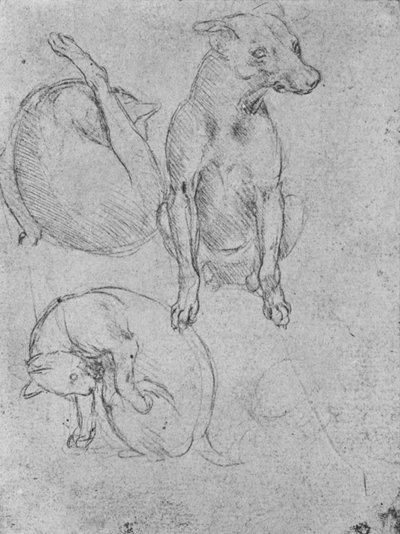 Tutkimuksia koirasta ja kissasta, c1480 1945 tekijältä Leonardo da Vinci