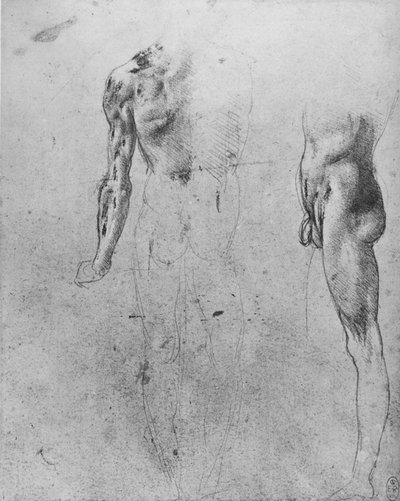 Tutkimuksia alaston miehestä katsottuna takaa ja sivulta, c1480 1945 tekijältä Leonardo da Vinci