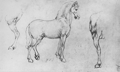 Tutkimus hevosesta, sen läheisestä takajalusta ja sen takaneljänneksistä, c1480 1945 tekijältä Leonardo da Vinci