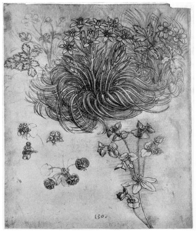 Betlehemin tähden tutkimus, 1505-1507 1954 tekijältä Leonardo da Vinci
