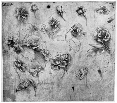 Kukkien tutkimus, c1481-1483 1954. tekijältä Leonardo da Vinci