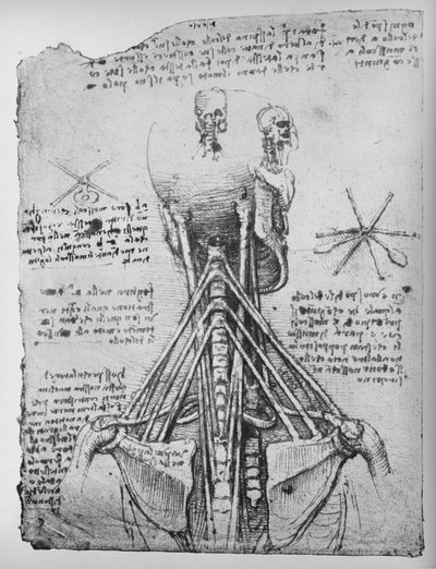 Tutkimus luurangon takaa katsottuna, niskan jänteet, c1480 1945 tekijältä Leonardo da Vinci