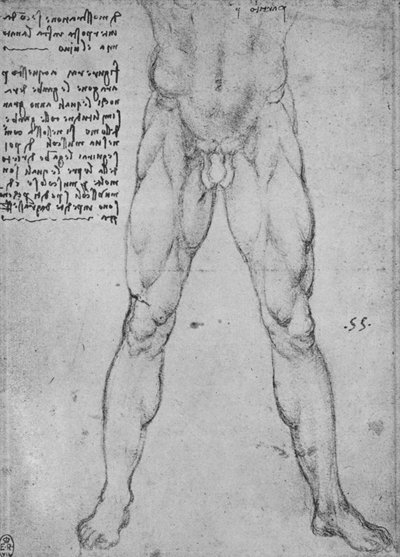Tutkimus edessä kasvot alaston miehen alapuoliskosta, c1480 1945 tekijältä Leonardo da Vinci