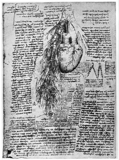 Sydämen ja keuhkoputkien valtimoiden tutkimus, 1400-luvun loppu tai 1500-luvun alku 1954 tekijältä Leonardo da Vinci