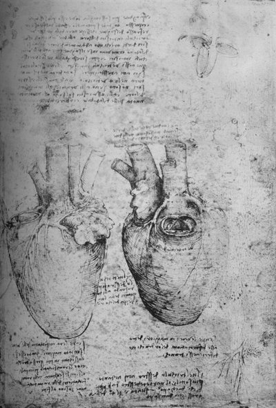 Kaksi sydämen piirustusta, c1480 1945 tekijältä Leonardo da Vinci