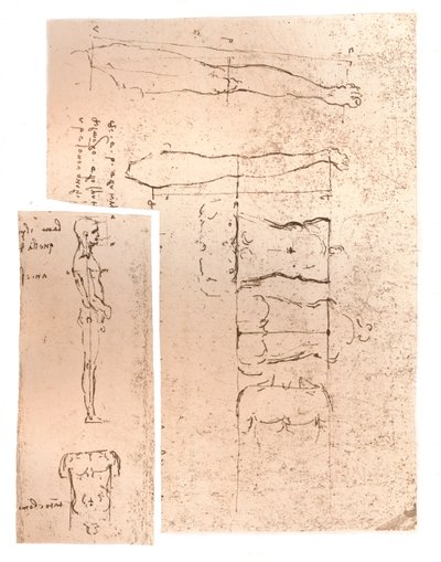 Kaksi piirustusta havainnollistavat teoriaa ihmishahmon mittasuhteista, c1472-c1519 1883 tekijältä Leonardo da Vinci